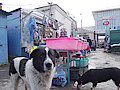 DSCF2828.jpg