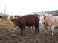 P1010379.jpg