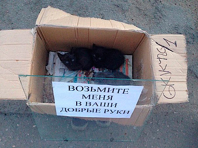 Новости Ливны -Фото из группы «4лапы» в Вконтакте. Новости Ливны -Фото из группы «4лапы» в Вконтакте.
