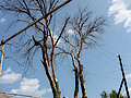 P1040789.jpg