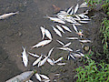 IMG_2584.jpg