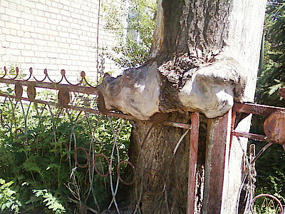 Новости Ливны -То самое дерево (фото автора).