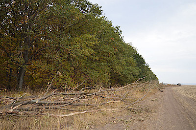 Новости Ливны -Вырубленные дубы у дороги (фото автора).