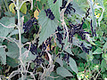 20170618_135813.jpg