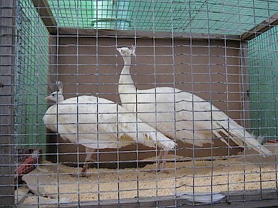 Новости Ливны -И. И. Иванушкин со своими юрловскими голосистыми.