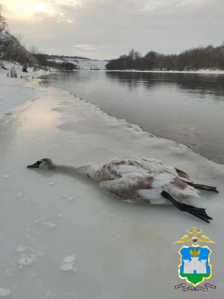 В Ливнах поймали браконьера, который застрелил краснокнижного лебедя