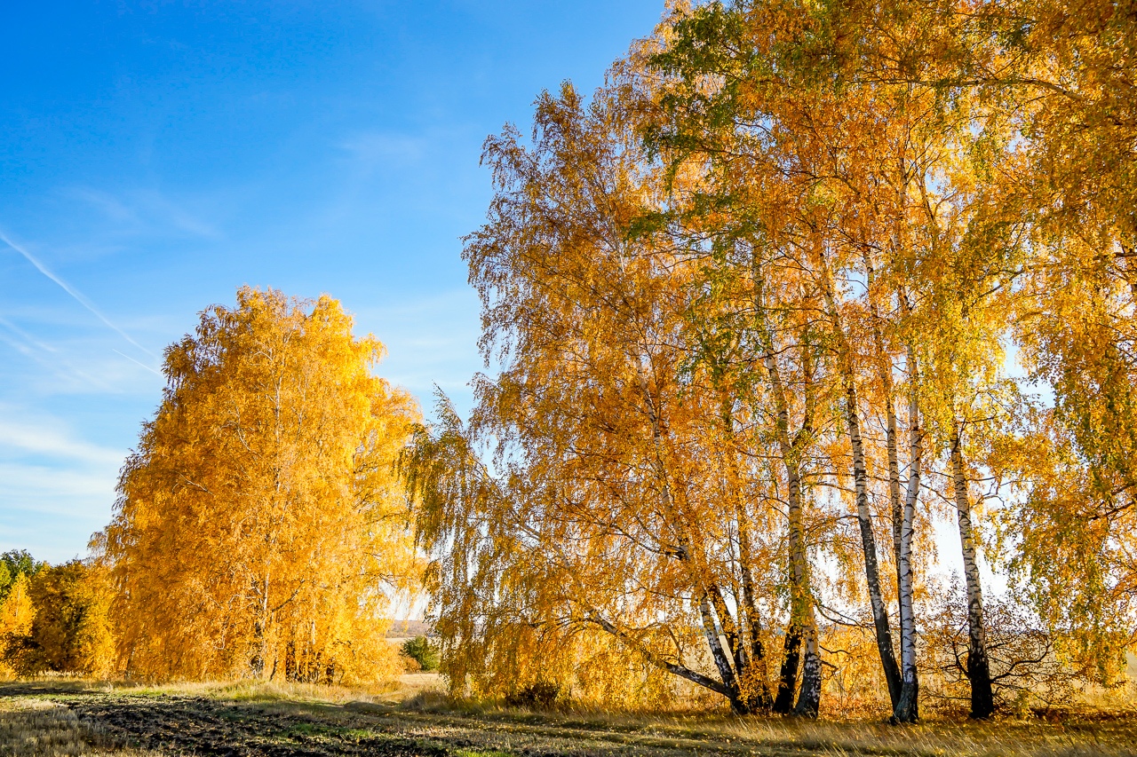 Сегодня Осенины — день осеннего равноденствия